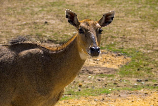 Antilope Nilgai of Blue Bull Boselaphus Tragocamelus