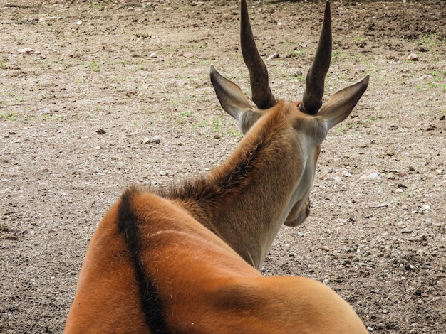 Foto antilope op het veld