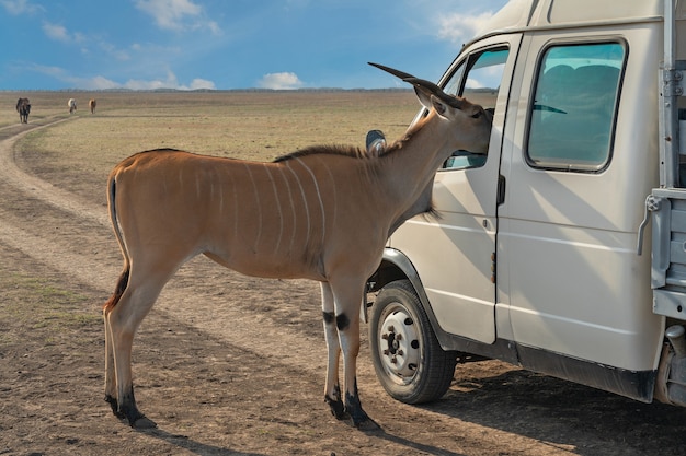 Antilope op safari kijkt in het autoraam