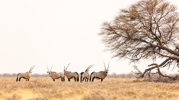 Antilope (Oryx gazella) staat bij een boom in Etosha National Park, Namibië.