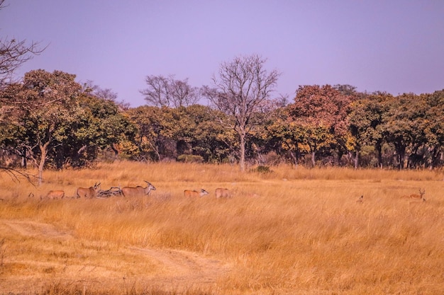 Photo antilope on savannah