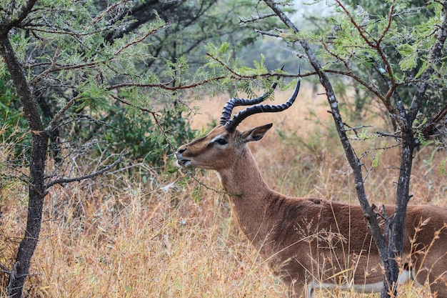 Antilope voedt zich op bomen