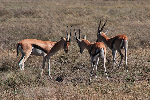 Antilopen op safari in Kenia en Tanzania, Afrika