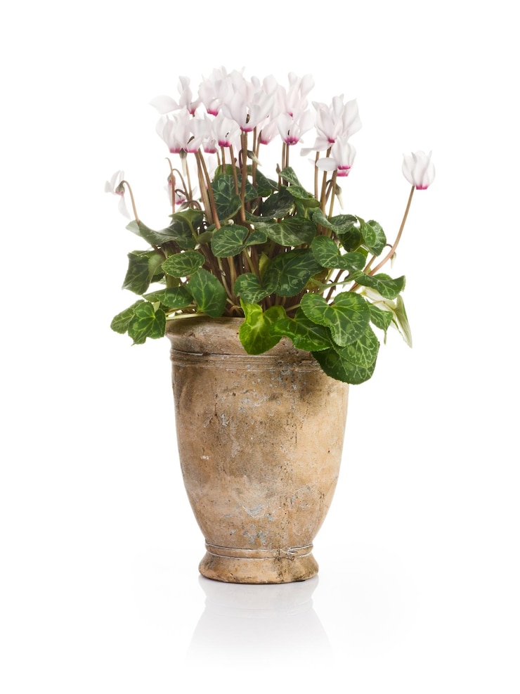 Photo antique stone pot with delicate cyclamen flowers on white background