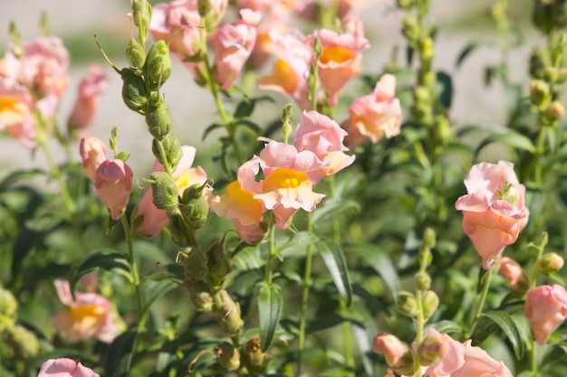 Antirrhinum или львиный зев цветы фон