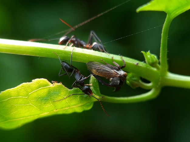 Foto formiche e formiche che si accoppiano su una foglia verde in natura