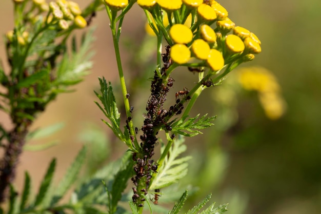 アリとアブラムシがタンジーの茎に共生する昆虫