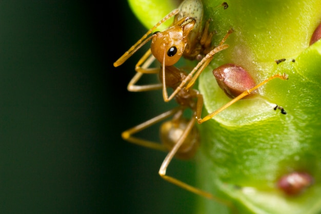 Photo ants are hanging on green leaves