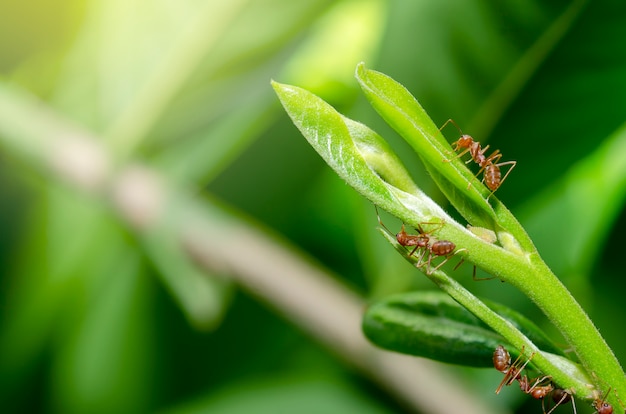 Ants are helping to build a nest of green leaves.