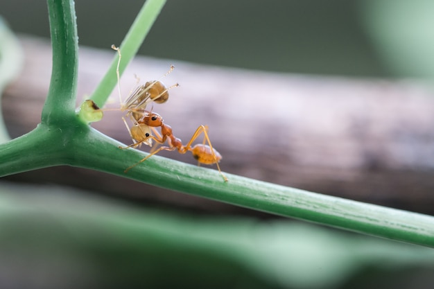 Ants are helping a friend