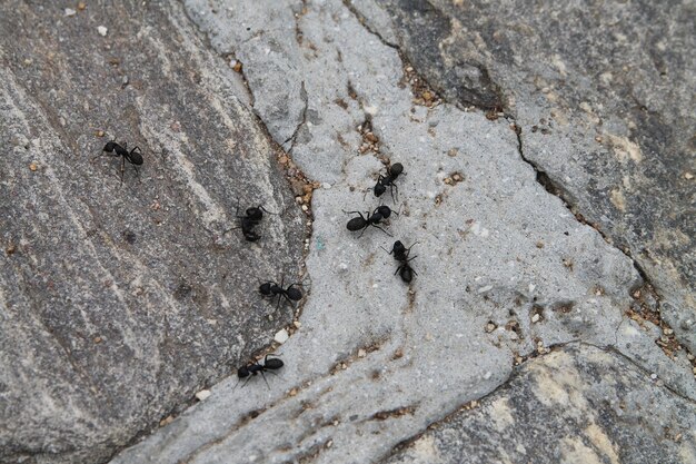 Foto le formiche sono sulla roccia