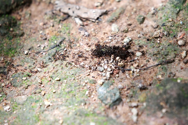 The ants are taking food.