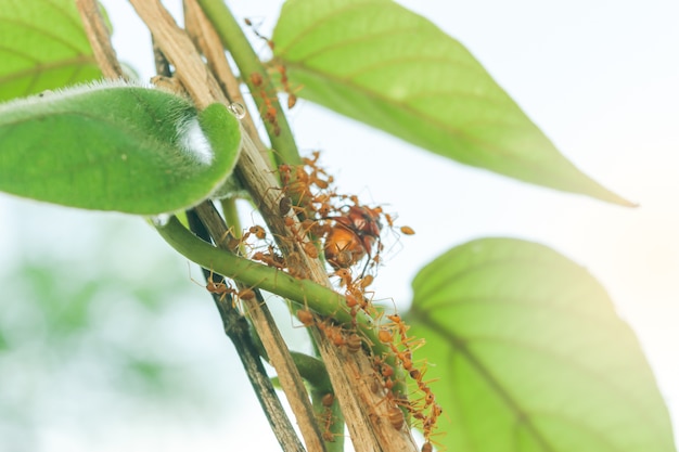 Ants are transporting food into the nest.