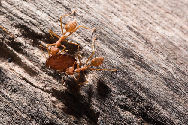 Photo ants are transporting their food prey to the nest.