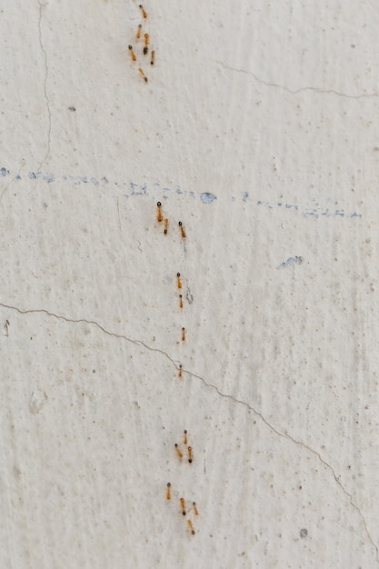 Photo ants climb walls