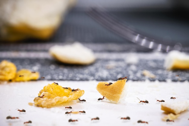Le formiche sullo sporco e le briciole di pane sul tavolo devono essere rilevate infestazioni da insetti in cucina