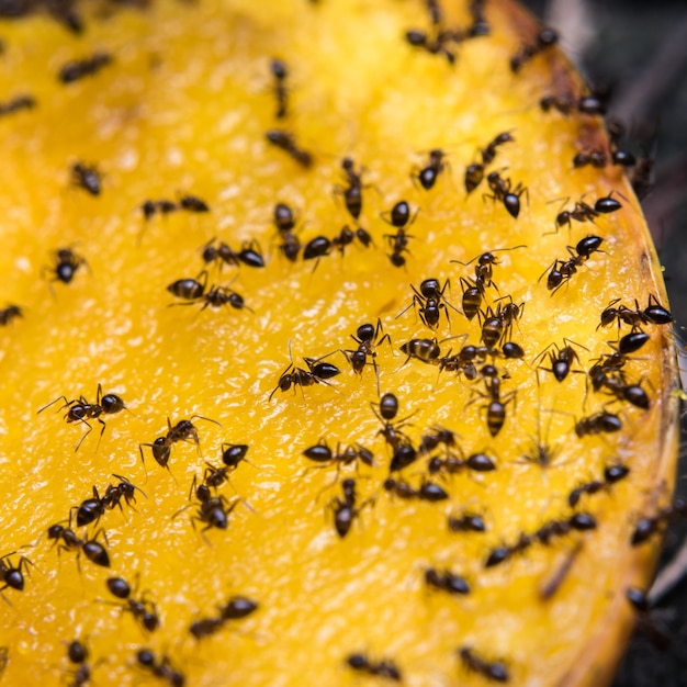 Formiche che mangiano mango