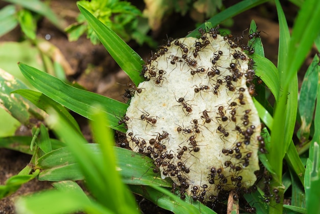 Foto formiche che mangiano spuntino all'aperto nel giardino, formiche che lavorano a fare merenda nel nido delle formiche