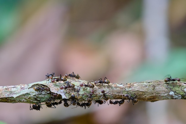 Муравьи муравьиные