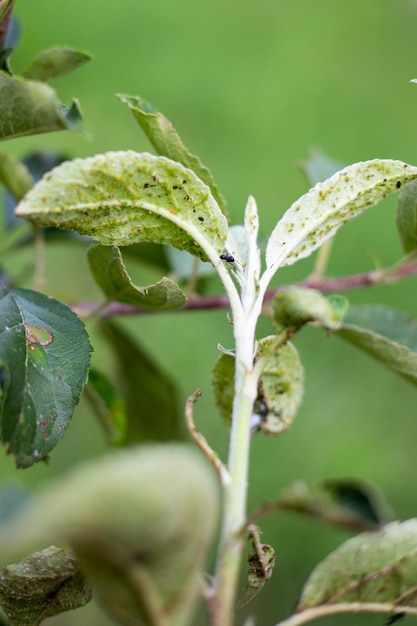 Ants graze aphids on a young branch of a fruit tree Control of garden pests Selective focus