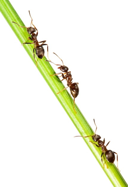 Ants on a green grass. On a white background.