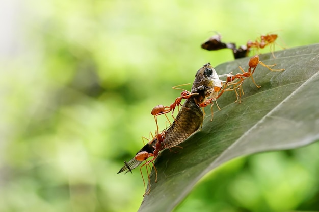 Ants help to carry food(small fish), concept team work\
together. red ants teamwork. unity of ants.