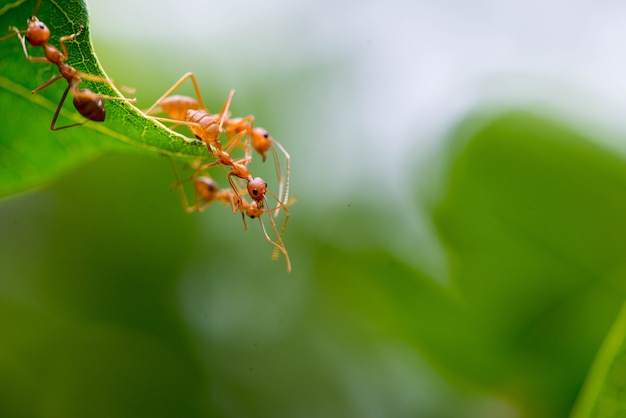 Ants help to connect two leaves.