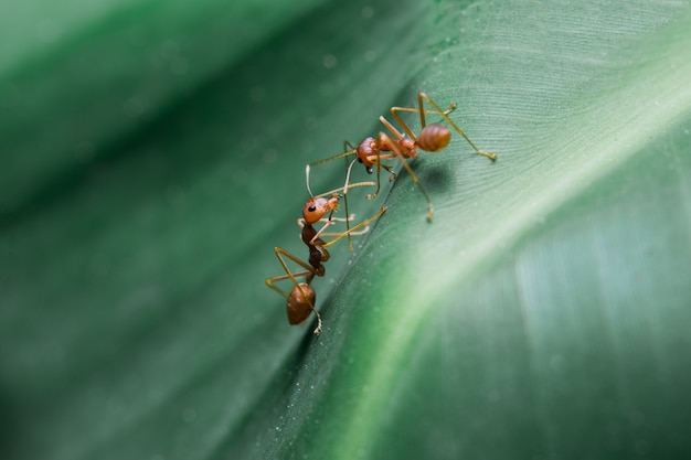 Ants on the leaf