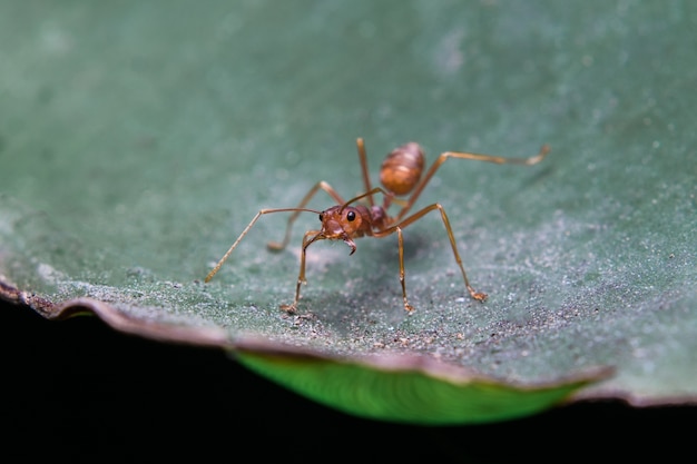 Ants on the leaf