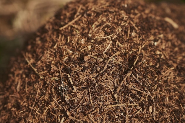 Ants nest close up or macro shot of ants working on ground wood ants crawling on the ant hill hundreds of ants swarm their mound