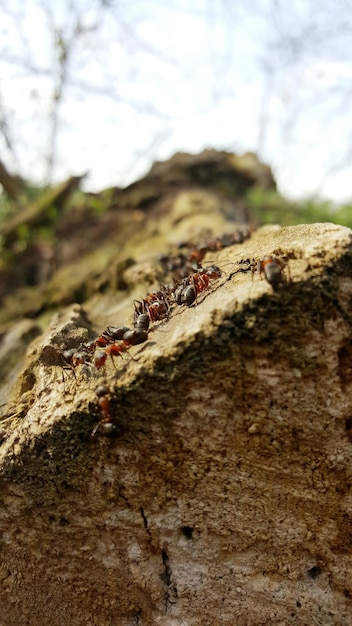 Photo ants on rock