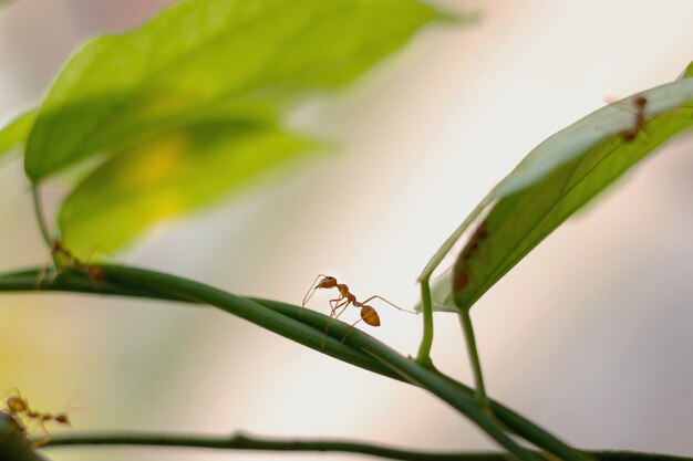 Ants stand for action together as a team