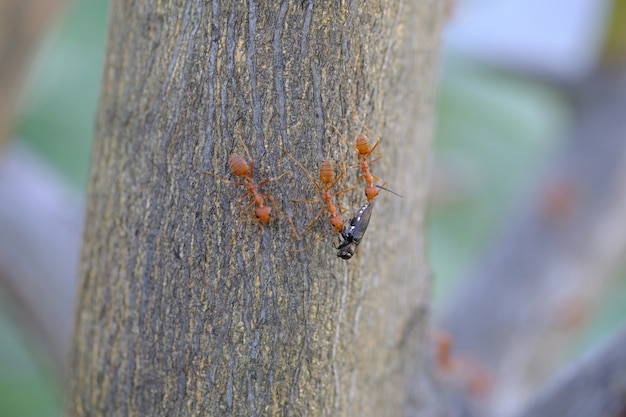 ants on tree carry insect go to nest.