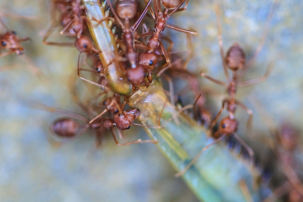 Ants troop trying to move a dead grasshopper