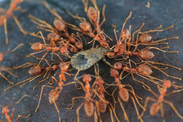 Ants troop trying to move a dead insect