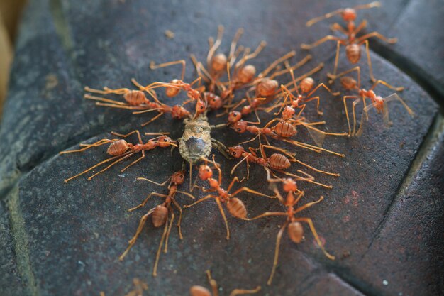 Ants troop trying to move a dead insect