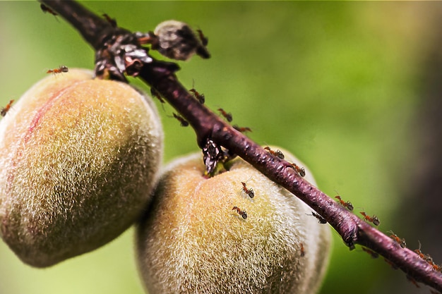 муравьи ходят по деревьям фруктов персика с насекомыми муравьиное заражение в деревьях фруктов сельскохозяйственных вредителей