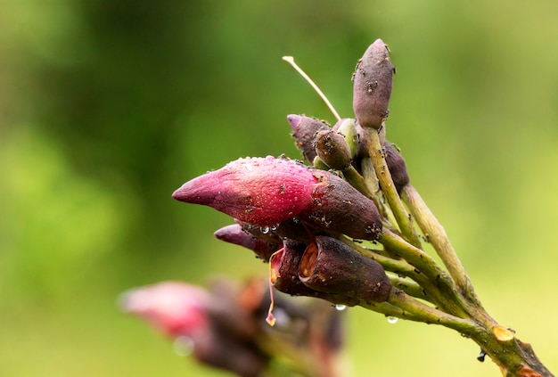 Ants and water drop on red bud flower in green background