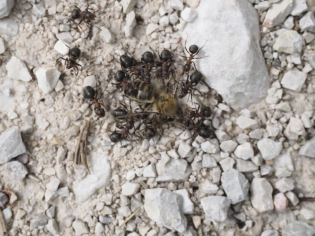 꿀벌을 먹는 동안 개미