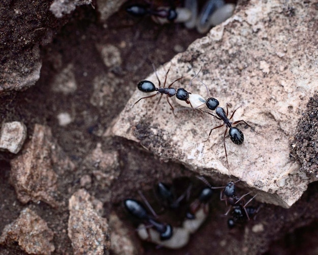 Ants working on carrying their eggs