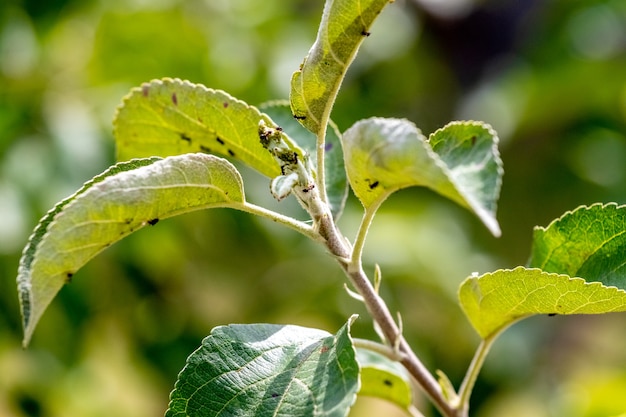 Ants on a young green apple leaf. Ants damage the tree