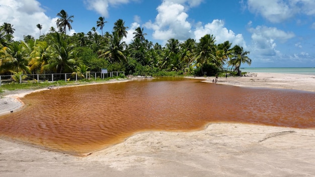 Foto antunes beach a maragogi in alagoas brasile paesaggio turistico