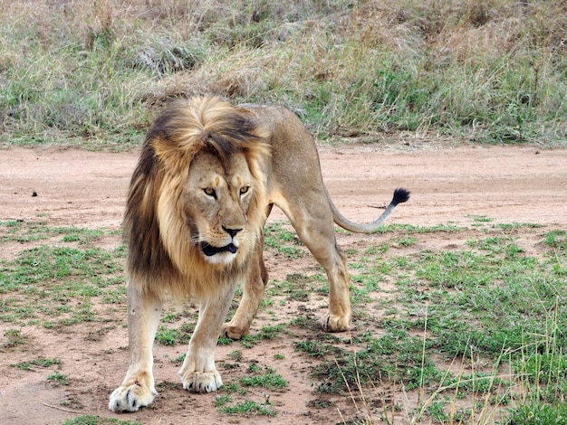 Foto leone maschio ansioso in africa foto di fauna selvatica scattata durante un safari africano