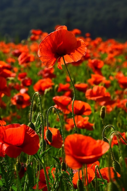 Anzac day banner onthoud voor anzac historische oorlogsherinnering anzac achtergrond poppy field herdenkingsdag