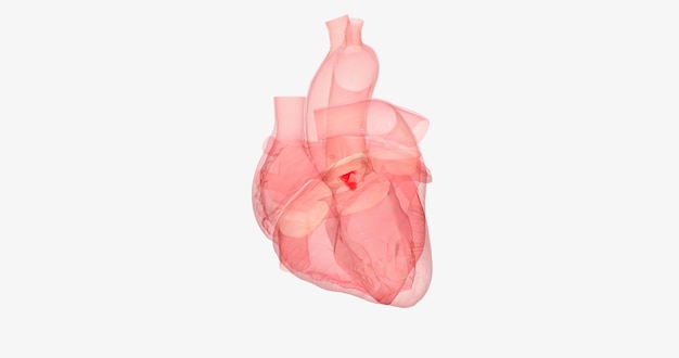 The aortic valve is between the left ventricle of the heart and the aorta the largest artery in the body