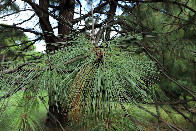 Apache Pine Tree, een geslacht van coniferen en struiken in de dennenfamilie Pinaceae.