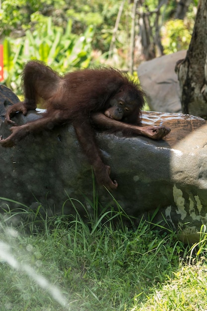 類人猿は岩の上でリラックスしています