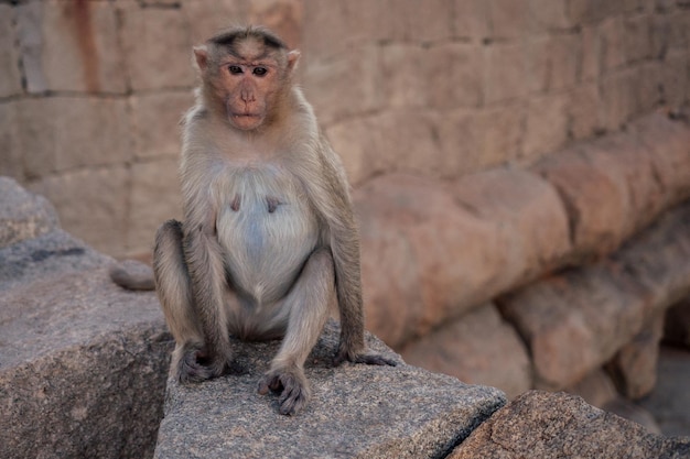 Apen bij de Hanuman-tempel Hampi-zonsondergang