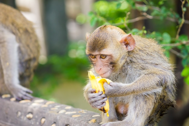 Apen eten bananen