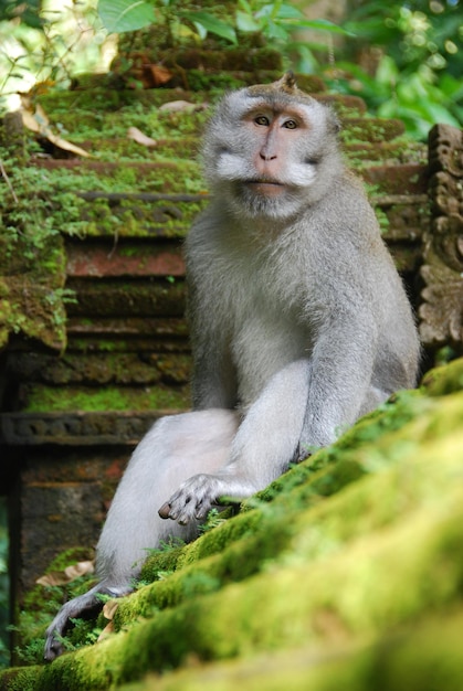 Apen in het apenbos van Ubud, Bali, Indonesië.